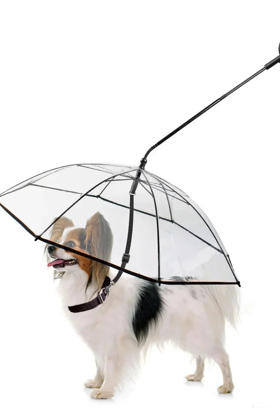 Dog Umbrella